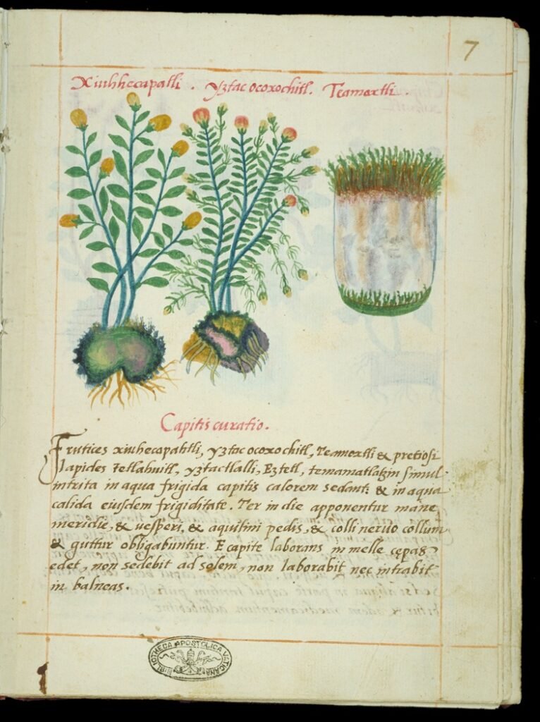 Codex Badiano Pag 7 anv -