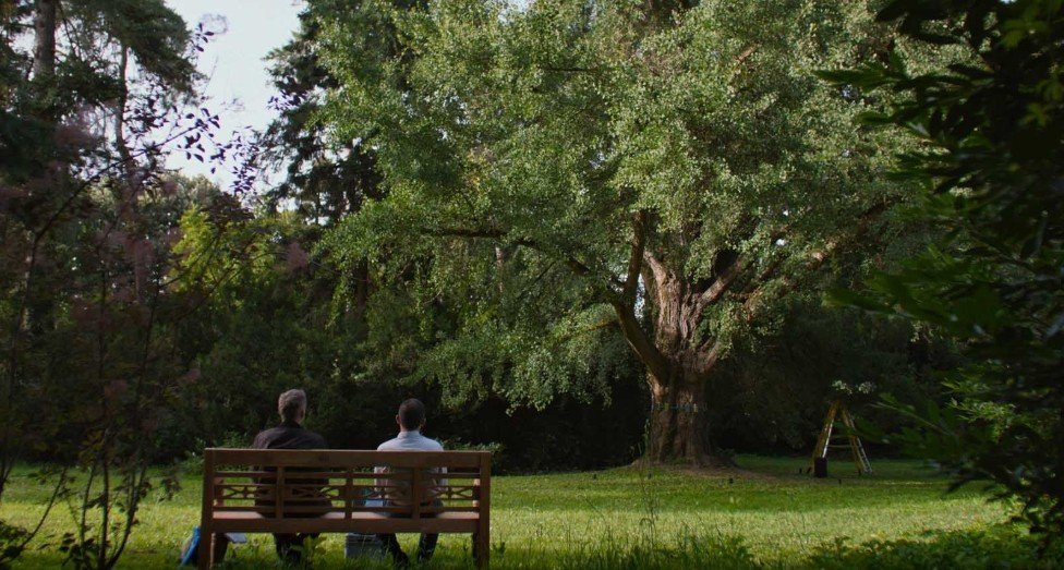 Le Ginkgo biloba - Silent Friend -2025 - Ildikó Enyedi